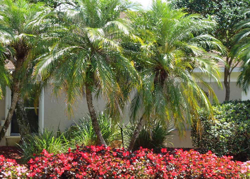  Rust Service Maintenance Contracts by Evergreen Sprinkler and Landscape: Protect Your South Florida Property