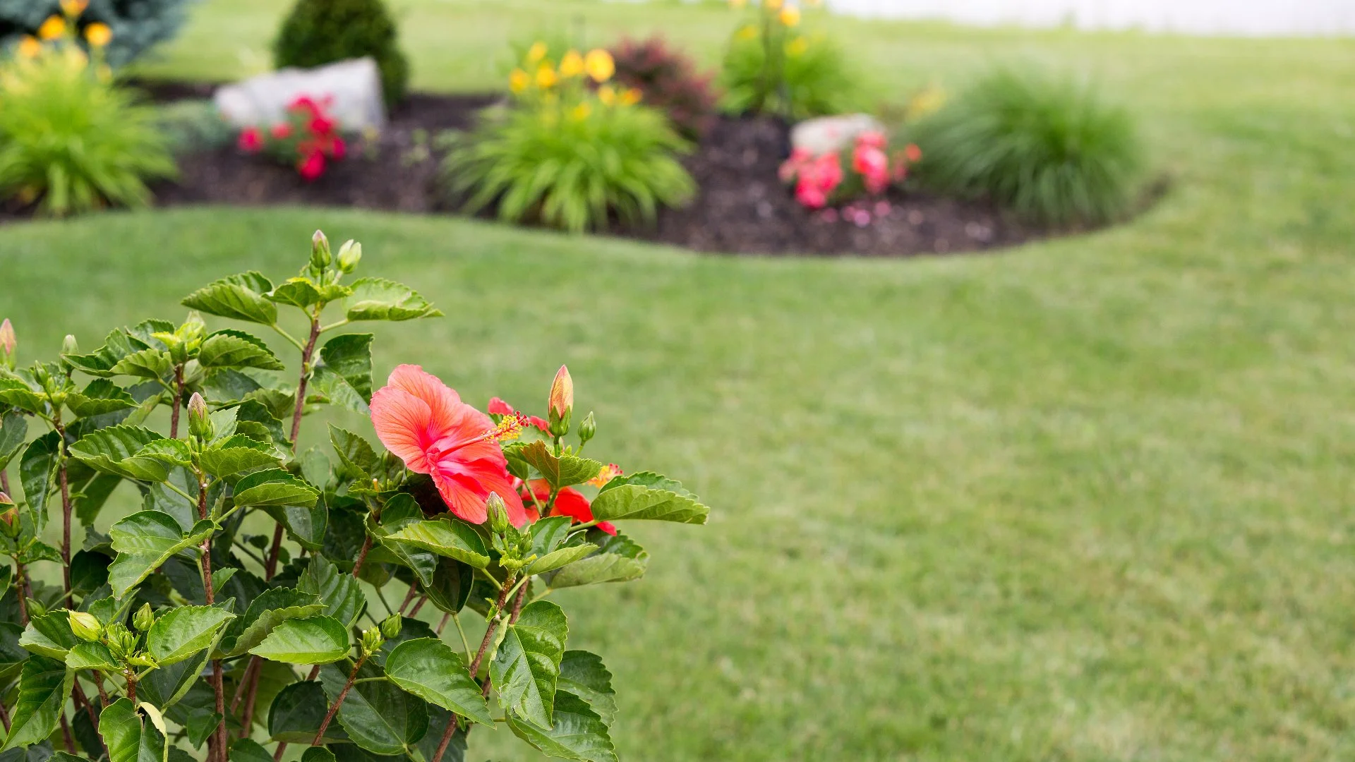 Close-up of hibiscus flowers in a garden with green grass in West Palm Beach, FL.