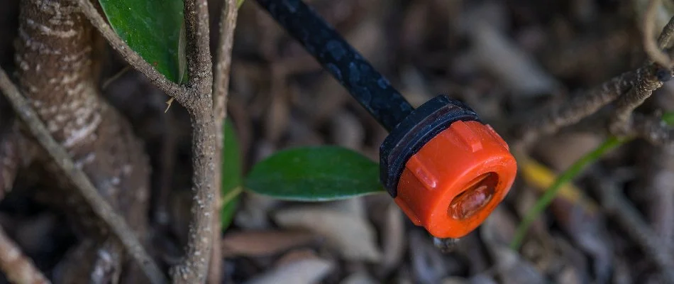 Emitter of a drip irrigation system in West Palm Beach, FL.