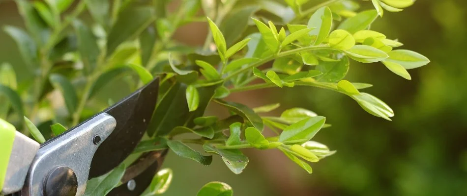 Trimming excess leaves off a plant in West Palm Beach, FL.