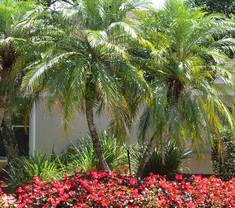 Lawn Sprinkler Repair West Palm Beach Evergreen Sprinkler and Landscape Services West Palm